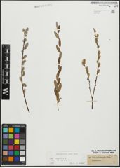 Foto von Salix repens subsp. incubacea (L.) A. Neumann